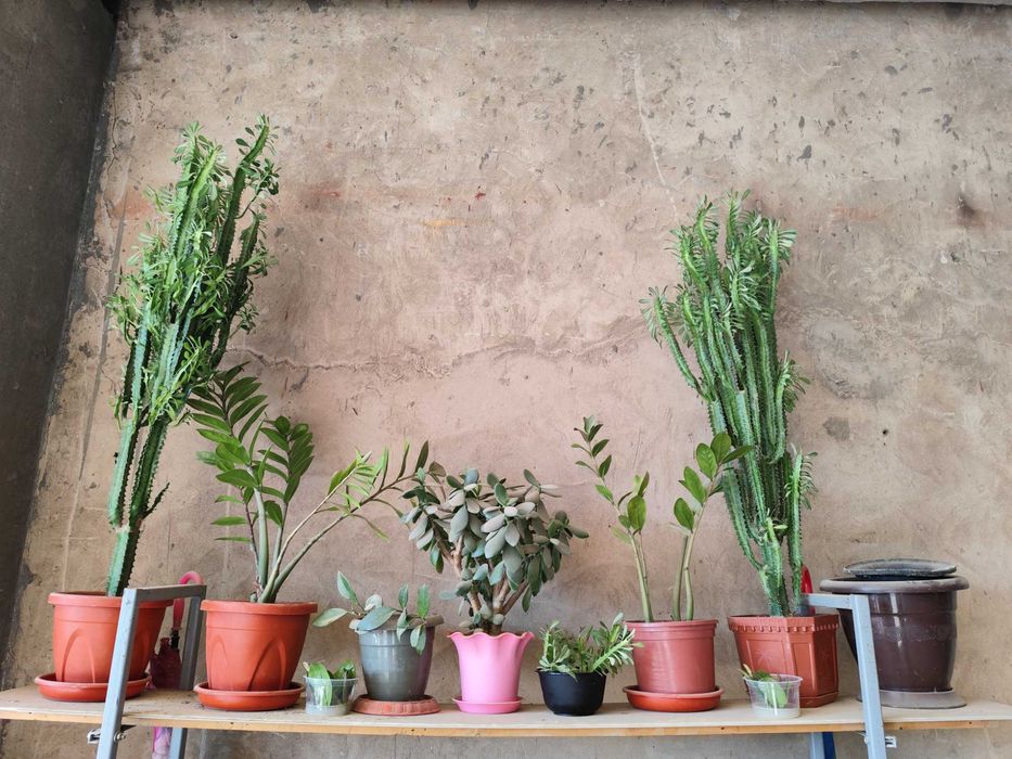 Цветок Молочай трёхгранный продаётся