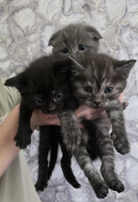 Продам шотландских котят