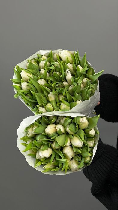 Тюльпаны оптом привозные голландия