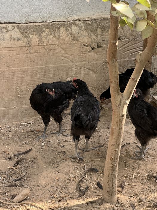 Jersi xuroz jujalari