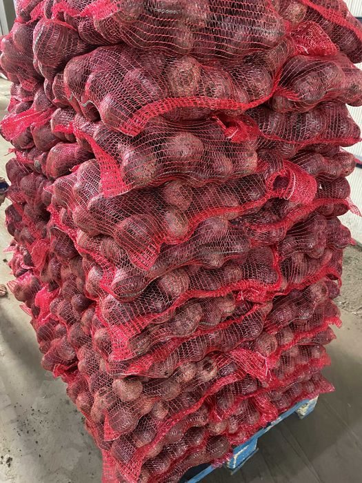 Ceapa , Sfecla rosie , Pastarnac