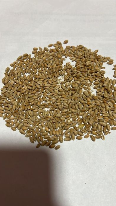 Корма всех видов