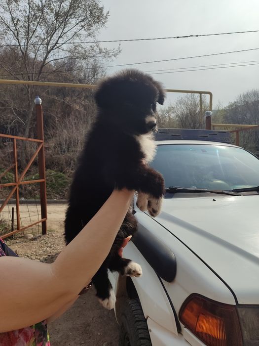 Собачки девочки даром