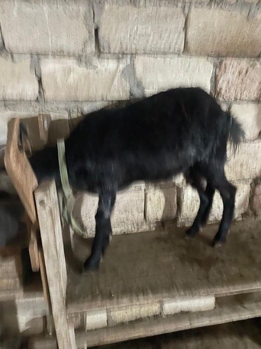Сүтті ешкі сатам