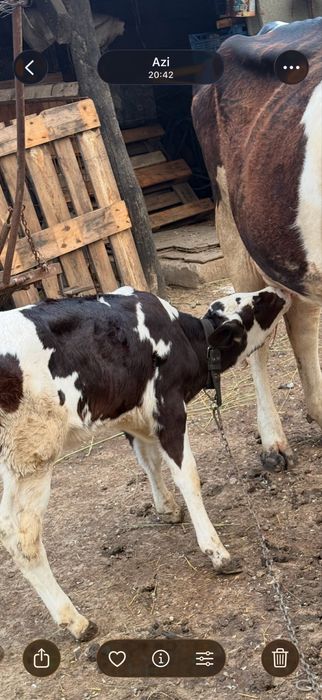 Vaca cu vitel  de vanzare