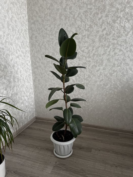 Продам фикус высота 1 метр