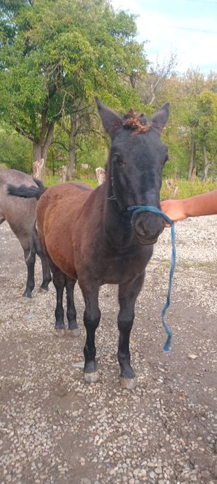 Vand sau schimb manz