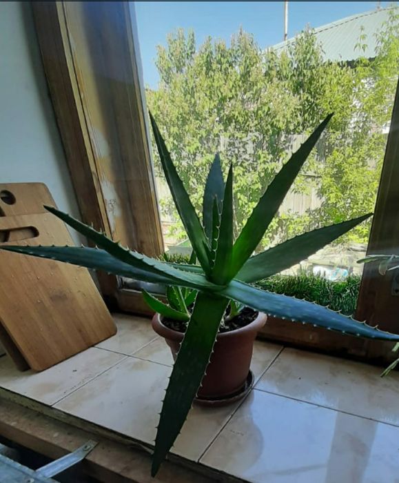 Алоэ Вера двухлетний