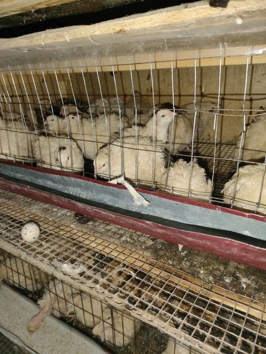 Бөдене. Перепелл