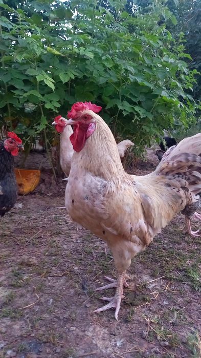Петух Пущкинской породы