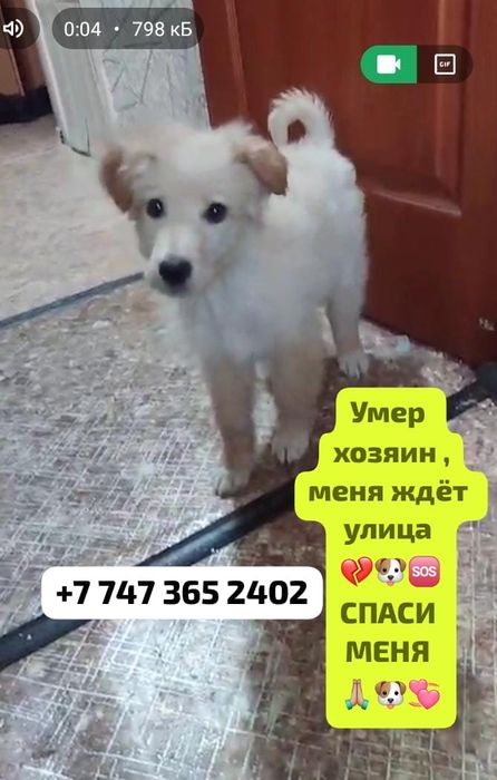 Щеночки в добрые руки