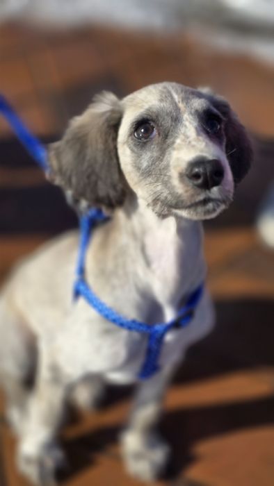 Тазы щенок 2 месяца