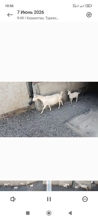 Сауынды ешкилер лактармен