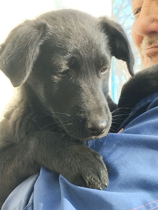 Собачка щенок девочка. В добрые руки!