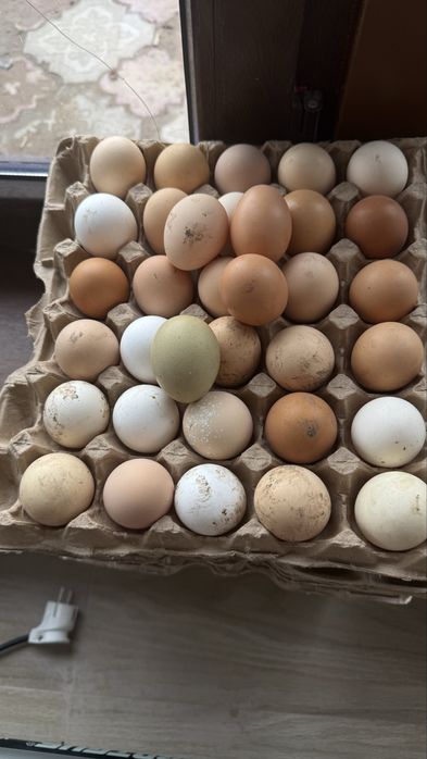 Яйца инкубационные длмашних кур