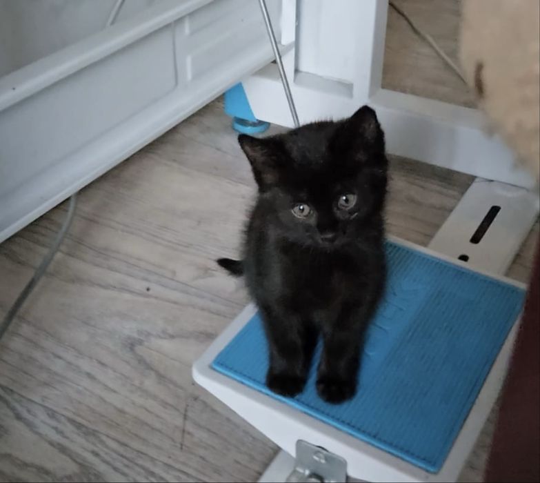 Ищу дом для котеночка !