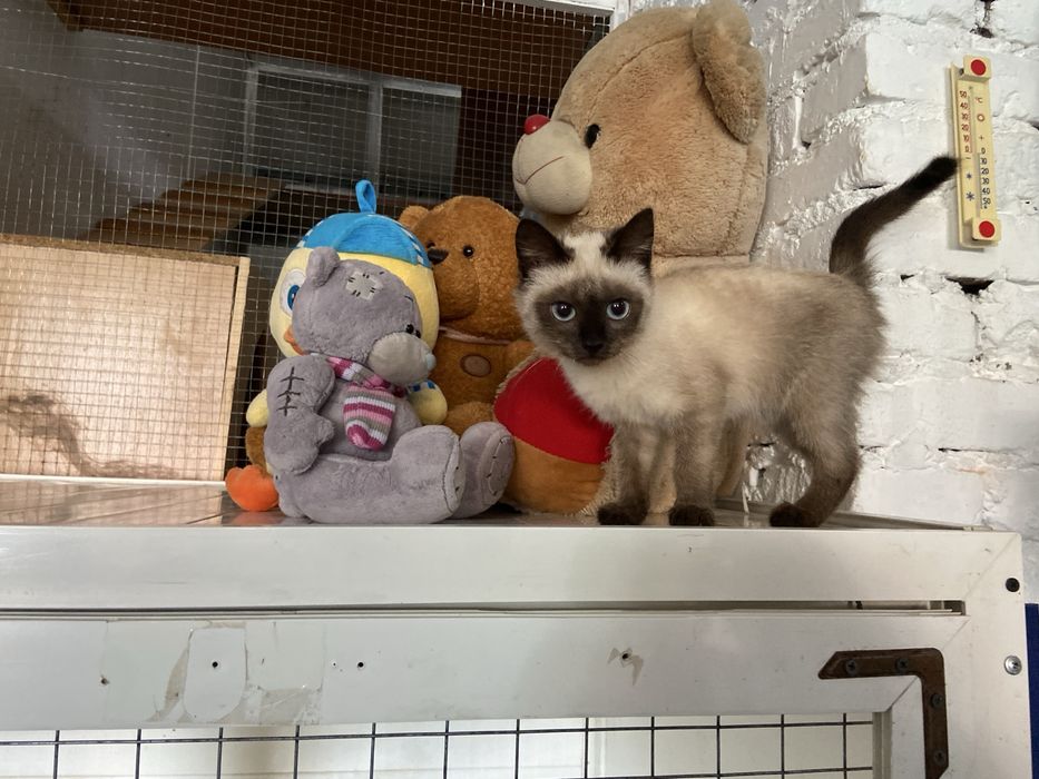Отдам котенка в добрые руки