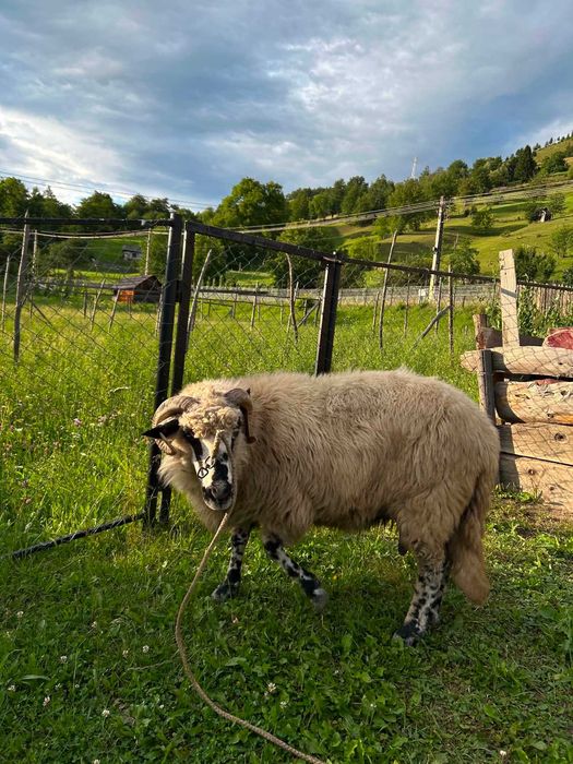 Vand oaie vârstă 4 ani