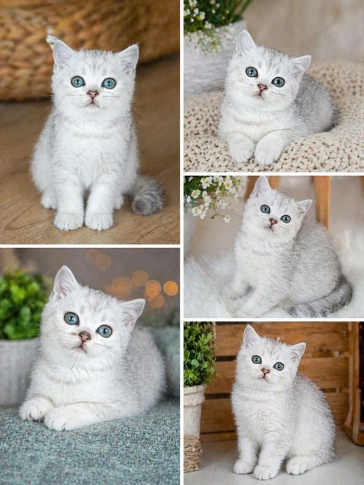 Продаются британские котята