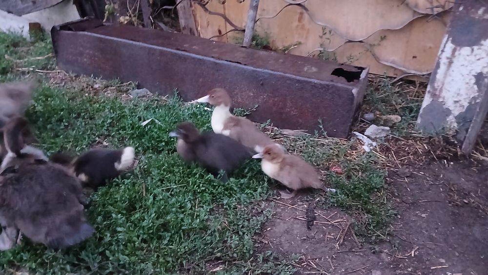 Индаутята продам