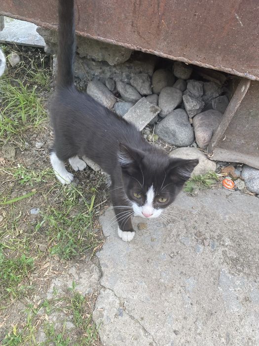 Отдам котенка крысолов