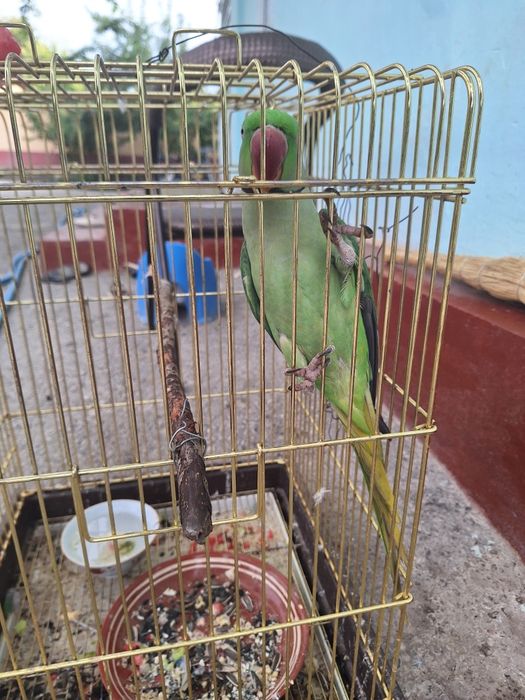 Ruchnoy Qush sotiladi erkak qush
