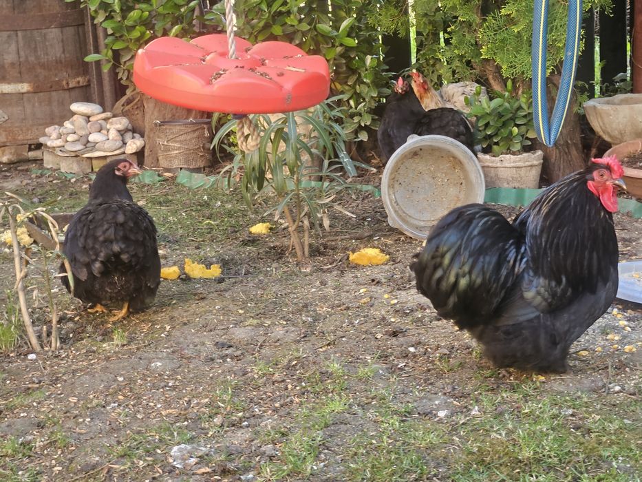 Cochinchina pitic ouă de incubat