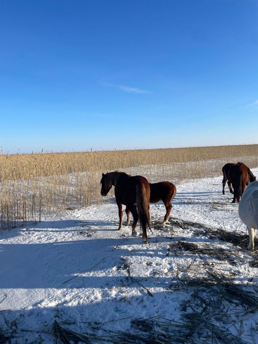 Көшім айғыр сатылады!