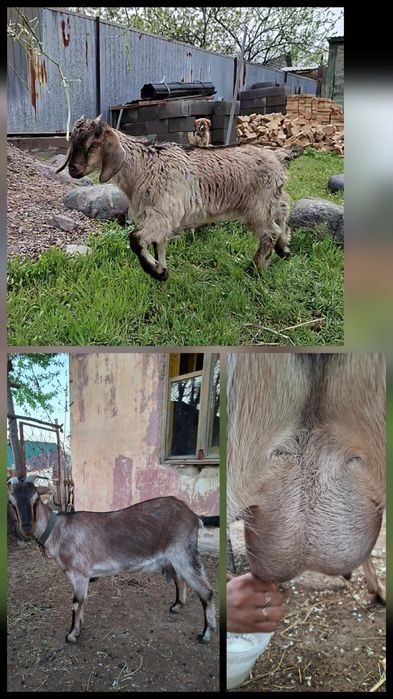 Битал еркек лақ.