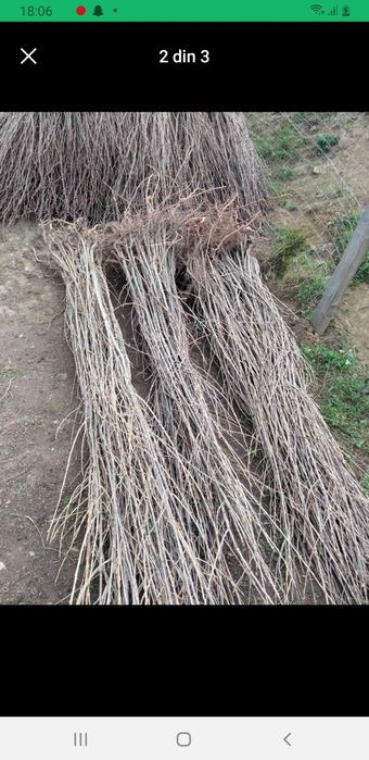 Puieți pentru gard viu si plantarea