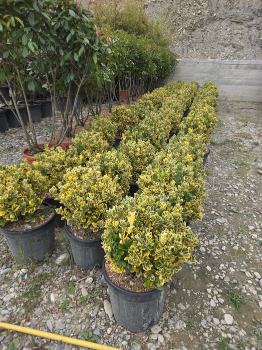 Amenajez gradini plante ornamentale