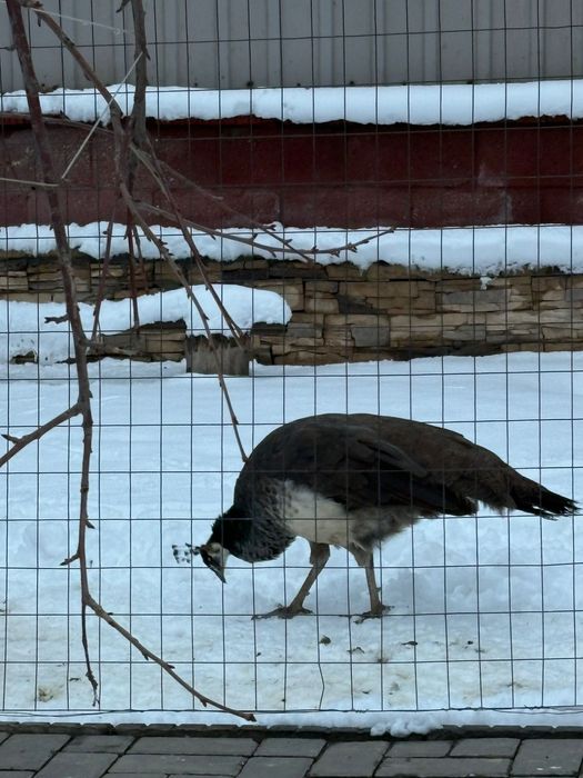 Павлины. 5 месяцев,