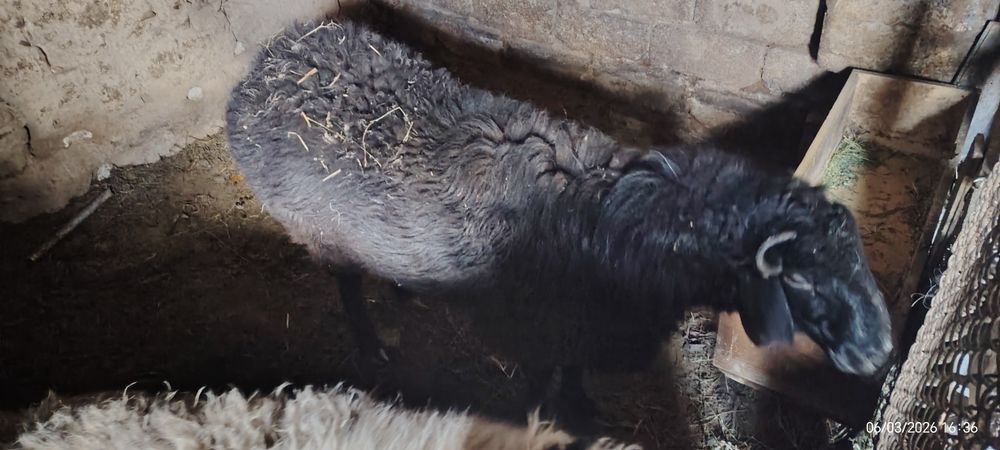 Кошкар бордакы тек бидаймен