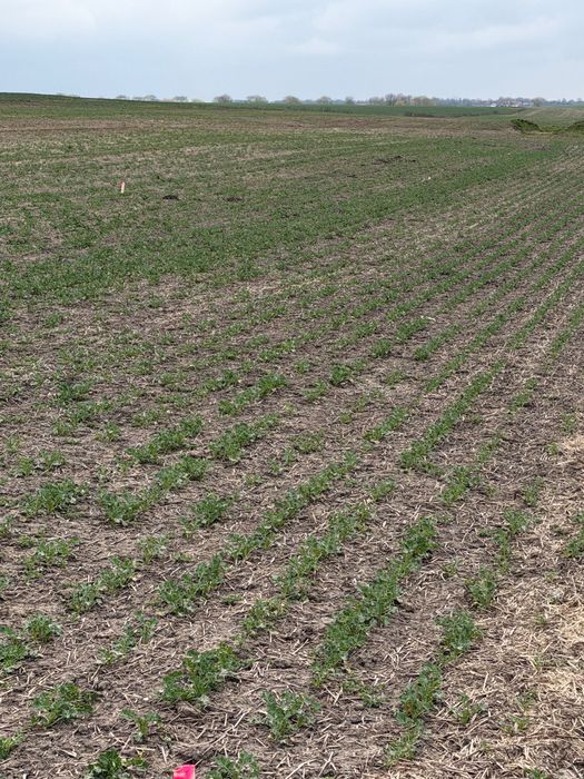 Teren arabil Vasilati