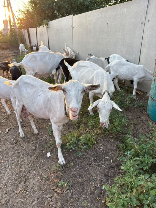 Продам дойных коз