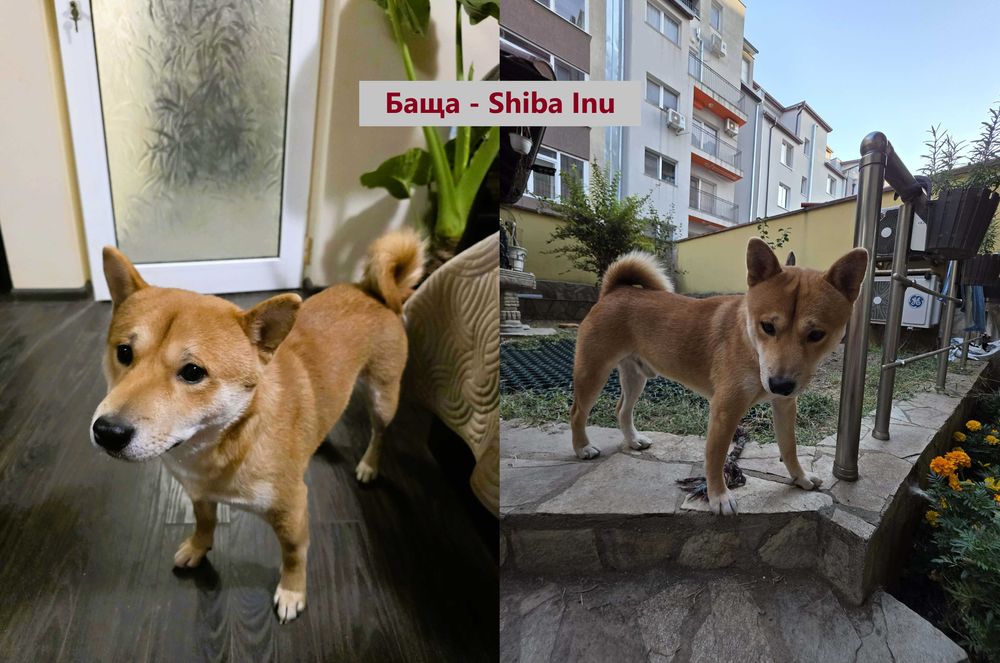 Продавам кученца Shiba Inu