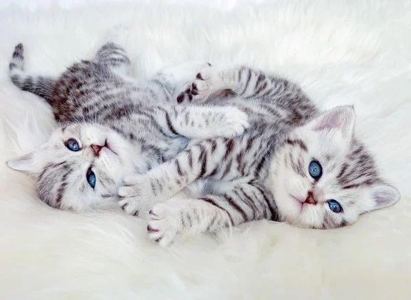 Чистопоролненькие Котята