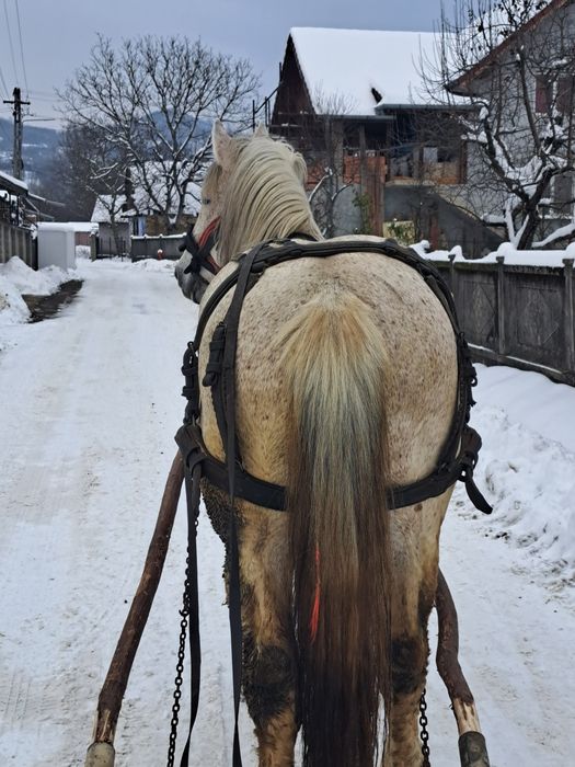 Vând armasar 12 ani