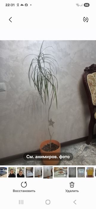 Продам цветок драцена(Нолина)