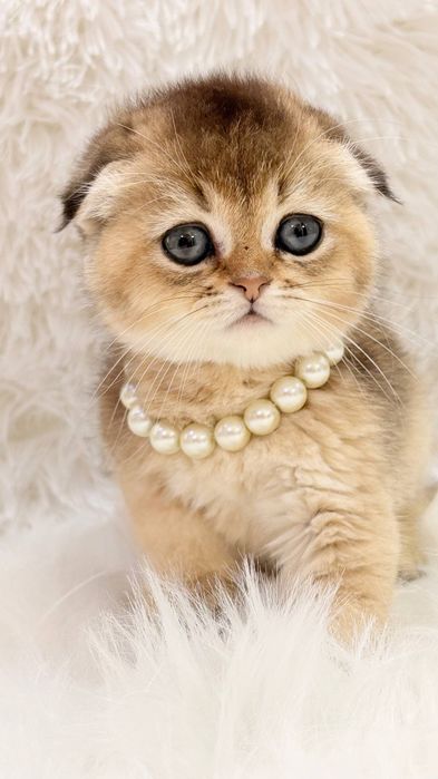 Котята от правильной вязки