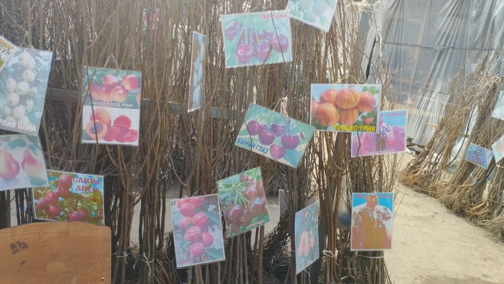 Xaxlari bor ko'chatlari bor kelshtirib beramiz