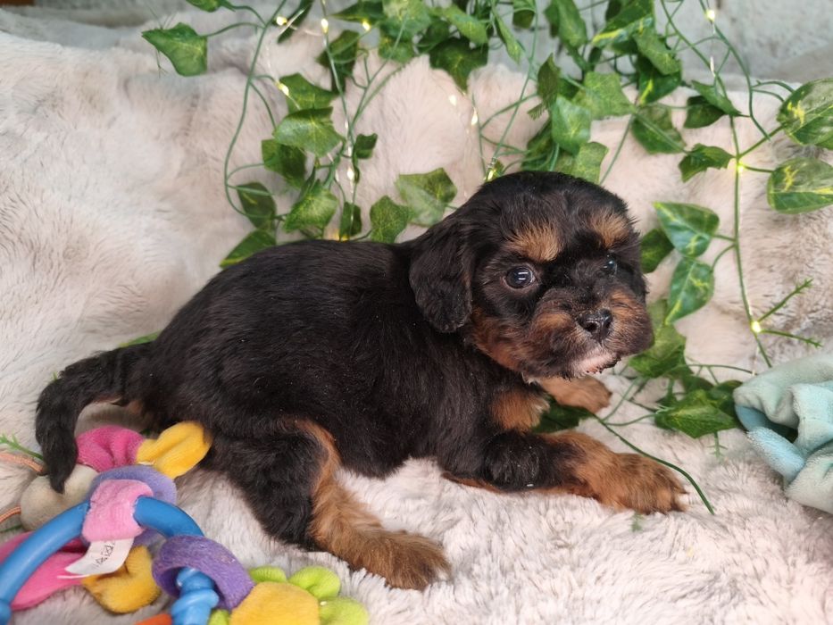 Vand baietel Cavapoo F1 black and tan.