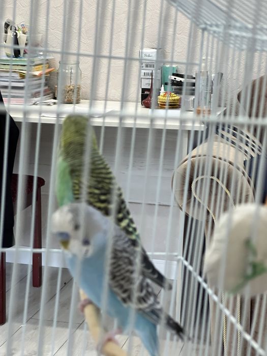 Продается попугай