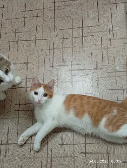 отдам мальчика подростка