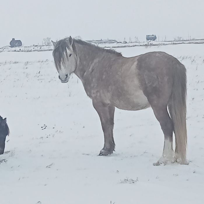 Продам Жеребца 5 лет