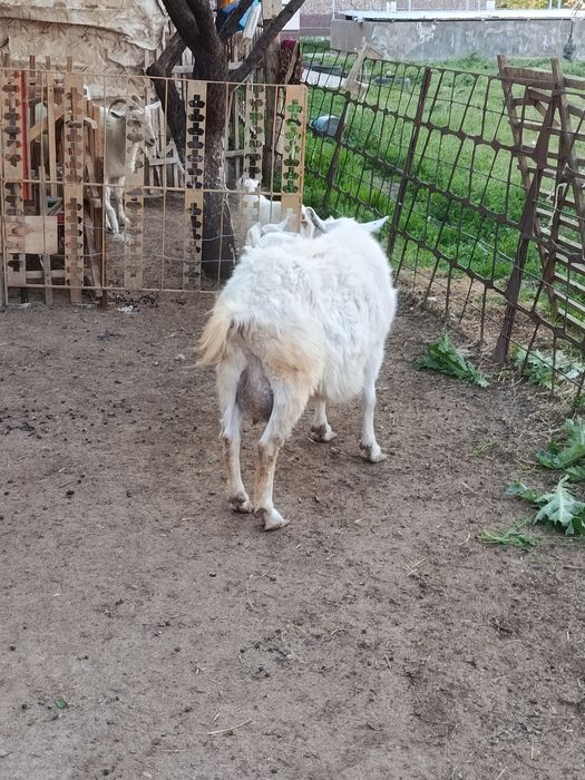 Ешкы,коза зайнин