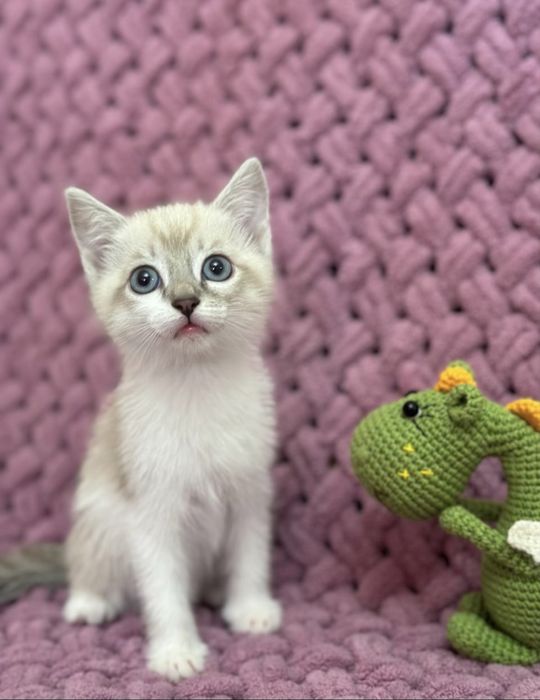 Вязка. Линкс-пойнт с голубыми глазами