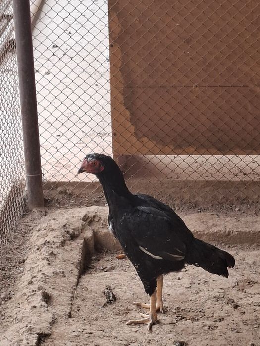 Бойцовая курица.