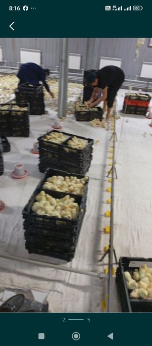 Бройлер балапан цыплята