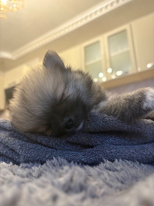 Мини померан на 2 масежс